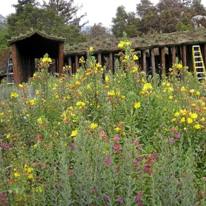 Roof of Herb Parker structure being planted