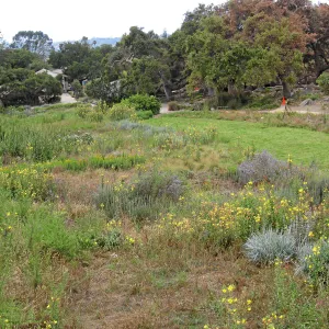 SBBG Meadow as seen from roof of Herb Parker structure