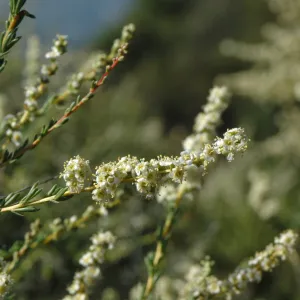 Adenostoma fasciculatum