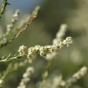 Adenostoma fasciculatum