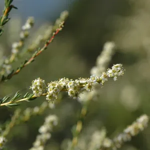Adenostoma fasciculatum