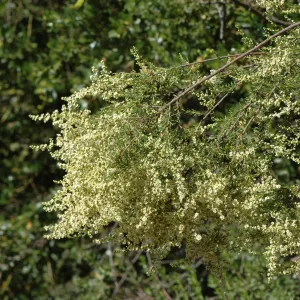 Adenostoma fasciculatum