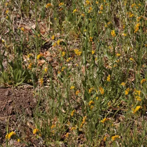 Amsinckia intermedia