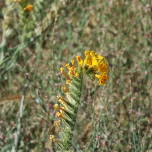 Amsinckia tesselata