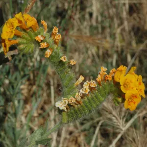 Amsinckia tesselata
