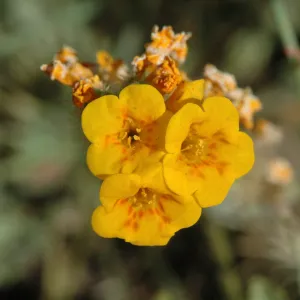 Amsinckia tesselata