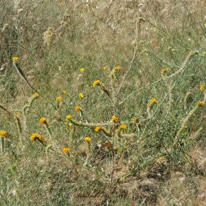 Amsinckia tesselata
