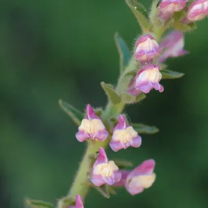 Antirrhinum multiflorum