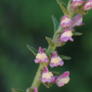 Antirrhinum multiflorum