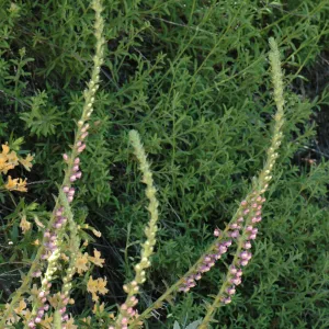 Antirrhinum multiflorum