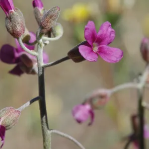 Arabis pulchra