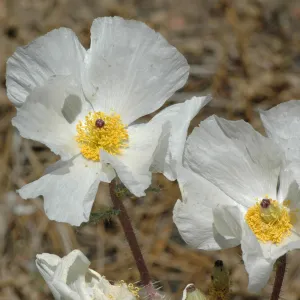 Argemone munita