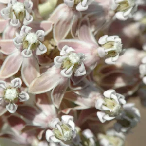 Asclepias fascicularis