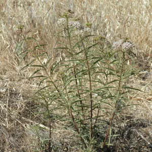 Asclepias fascicularis