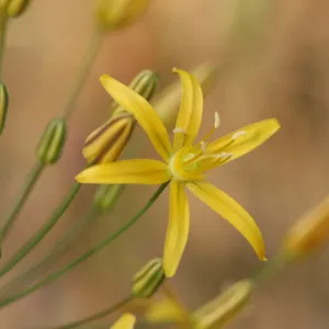 Bloomeria crocea