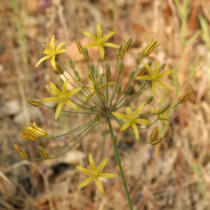 Bloomeria crocea