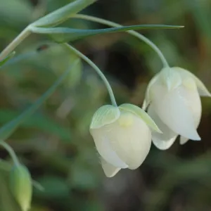 Calochortus albus