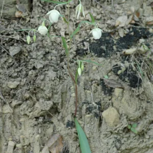 Calochortus albus
