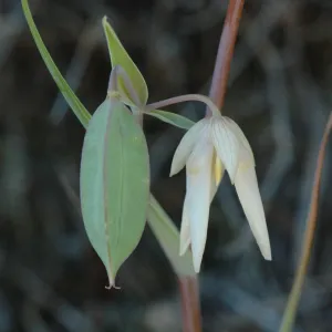 Calochortus albus