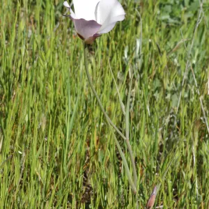 Calochortus catalinae