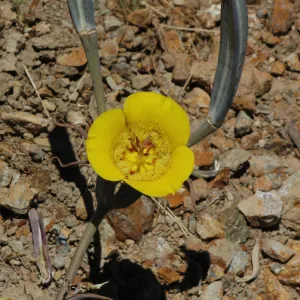 Calochortus clavatus subsp. pallidus