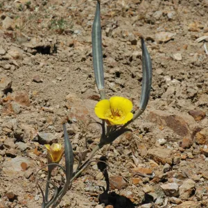 Calochortus clavatus subsp. pallidus