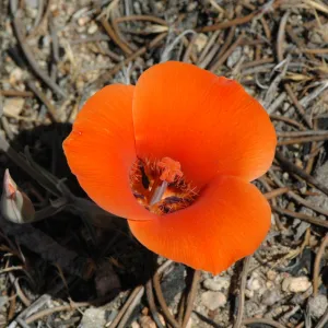 Calochortus kennedyi