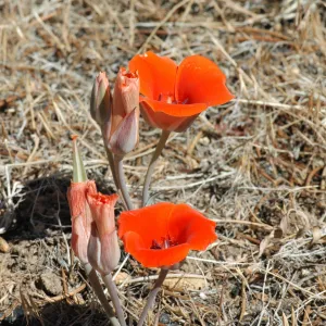 Calochortus kennedyi