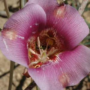 Calochortus venustus