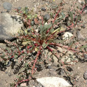Calyptridium monandrum