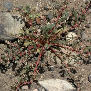 Calyptridium monandrum