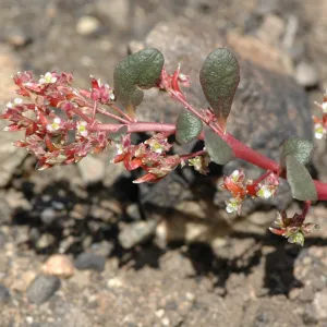 Calyptridium monandrum