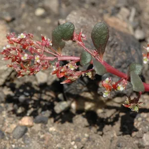 Calyptridium monandrum