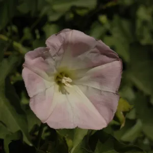 Calystegia macrostegia