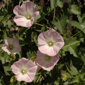 Calystegia macrostegia
