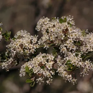 Ceanothus cuneatus