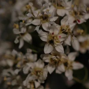 Ceanothus cuneatus