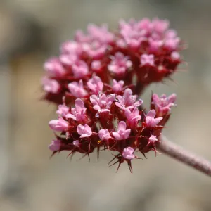 Chorizanthe staticoides