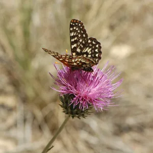 Swallowtail butterfly pollinating Cirsium occidentale var. californicum