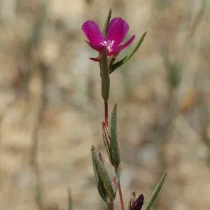 Clarkia purpurea ssp. quadrivulnera
