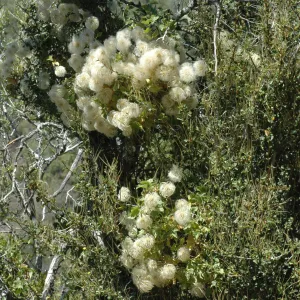 Clematis lasiantha