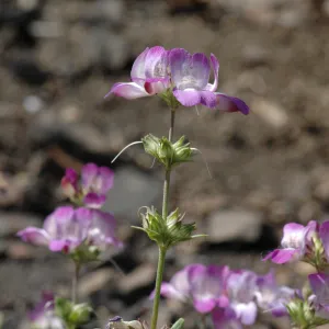 Collinsia bartsiifolia var. davidsonii