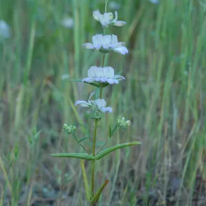 Collinsia heterophylla