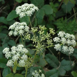 Conium maculatum