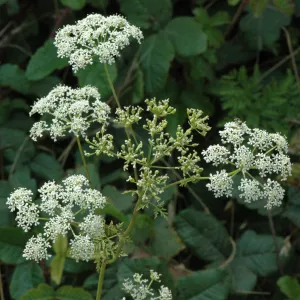 Conium maculatum