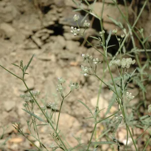 Daucus pusillus