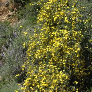 Dendromecon rigida