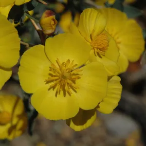 Dendromecon rigida