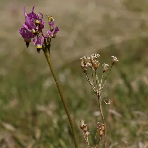 Dodecatheon clevelandii