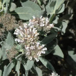 Eriodictyon traskiae